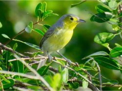 Oriente Warbler